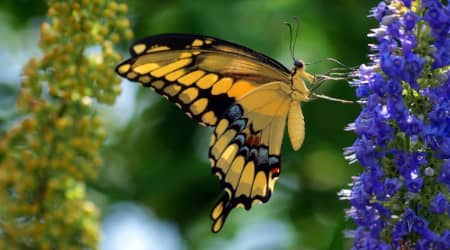 Butterfly at Texas Discovery Gardens