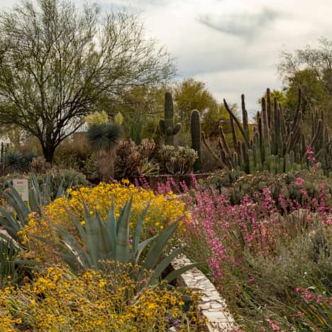 Desert Botanical Garden