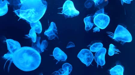 Jellyfish in an aquarium