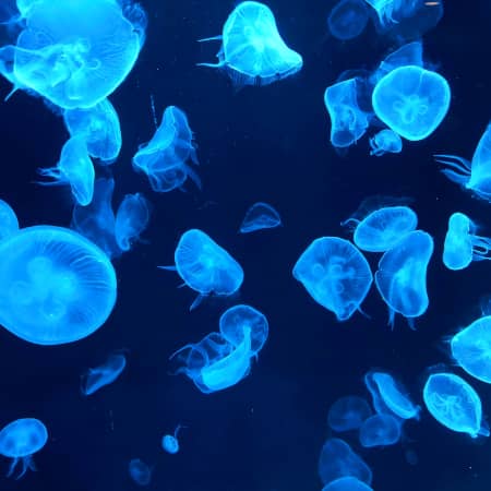 Jellyfish in an aquarium