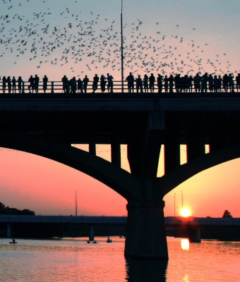 Austin's Congress Avenue Bridge