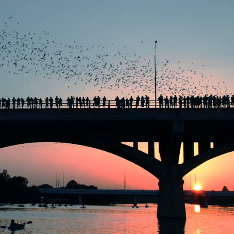 Bats over the Congress Avenue Bridge at Sunset