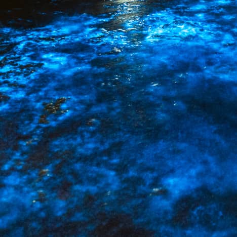 Bioluminescent waters