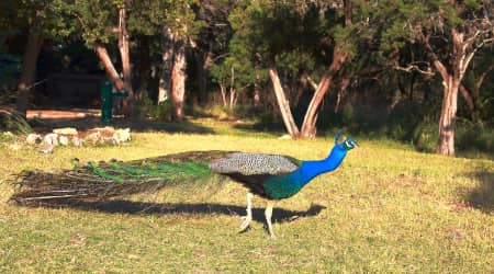 Peacock at Mayfield Park and Preserve