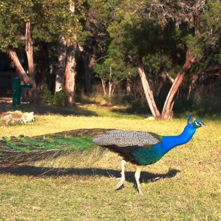 Peacock at Mayfield Park and Preserve