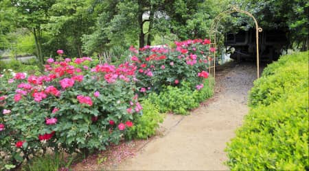 Pathway in the McGill Rose Garden