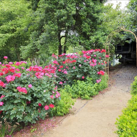 Pathway in the McGill Rose Garden