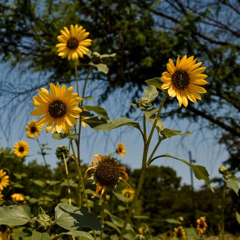 Sunflowers at San Antonio Botanical Garden