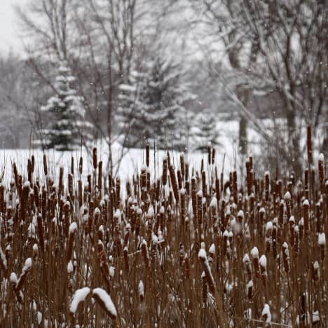 Theodore Wirth Park in Winter