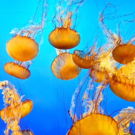 Jellyfish at the Vancouver Aquarium