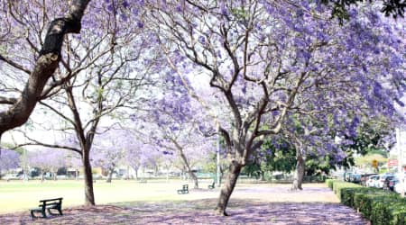 Jacarandas in New Farm Park