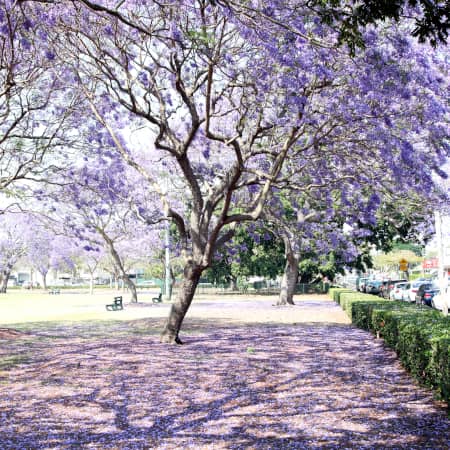 Jacarandas in New Farm Park