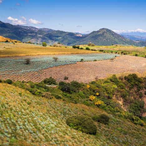 View of Tequila Valley