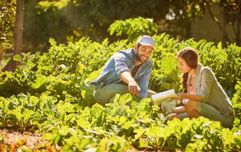 Foraging couple
